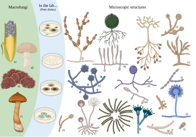 圖2 真菌的形態多樣性