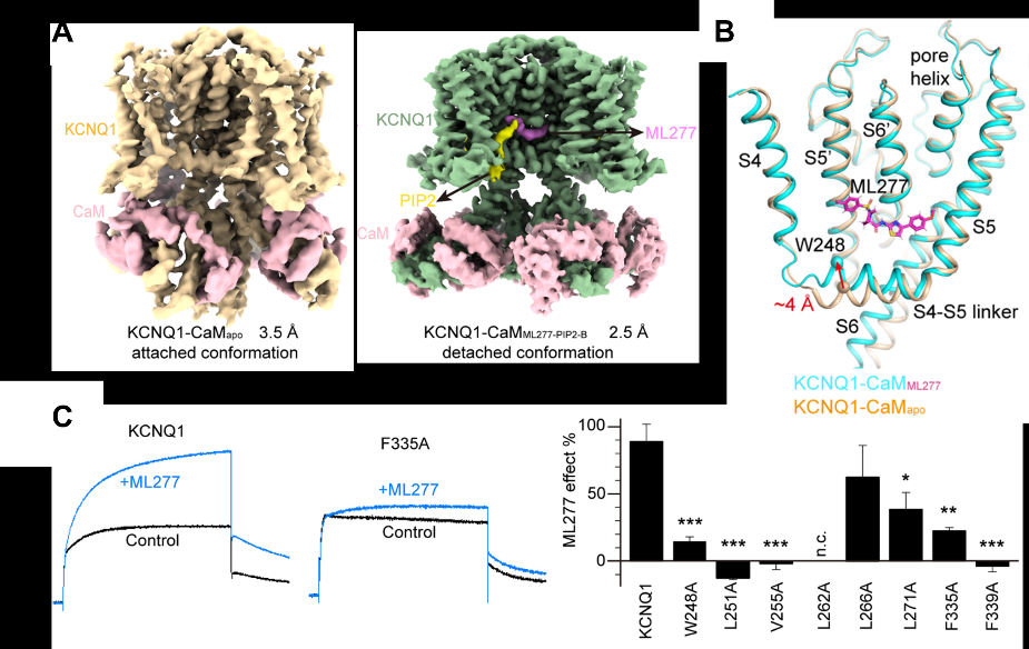 KCNQ1通道與外源小分子ML277和內源磷脂分子PIP2的高分辨率結構複合體AKCNQ1 CaMApo和KCNQ1 CaMML277 PIP2